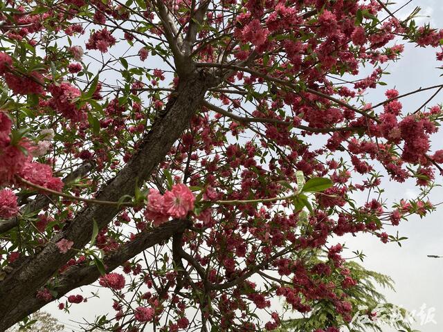 满树合娇烂漫红石家庄碧桃大道5000株碧桃醉春风