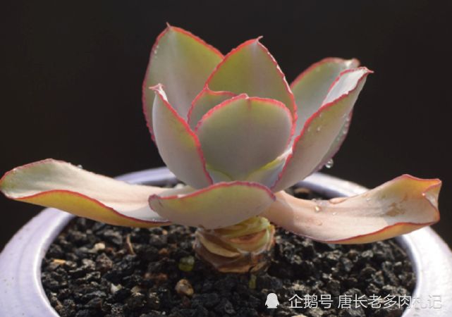 今天有肉友问唐长老:多肉卢浮宫是不是普货?应该怎么养?