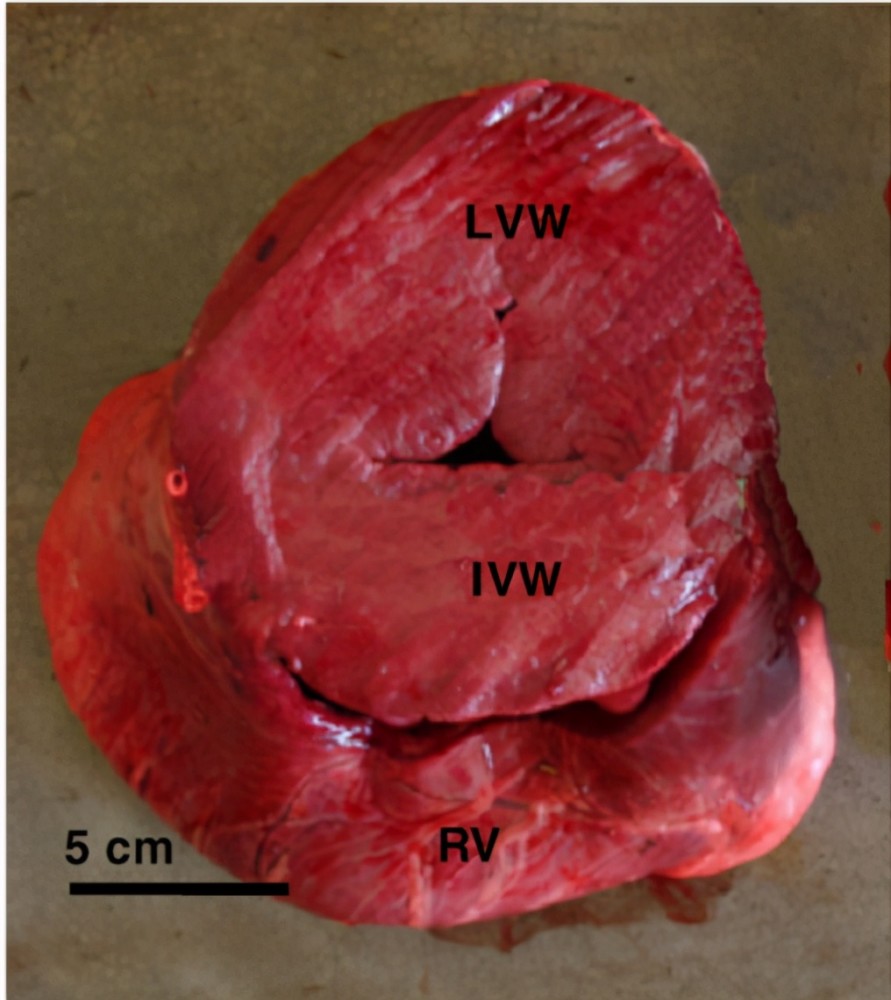 长颈鹿的心脏是人类的30倍?把它的基因转入老鼠,会怎样?_腾讯新闻
