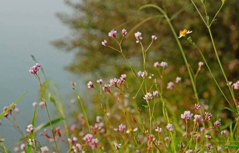 徐志摩|陌上花开