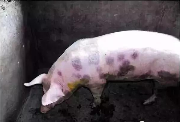 猪坏死杆菌病的症状有哪些猪坏死杆菌病症状标表现图片