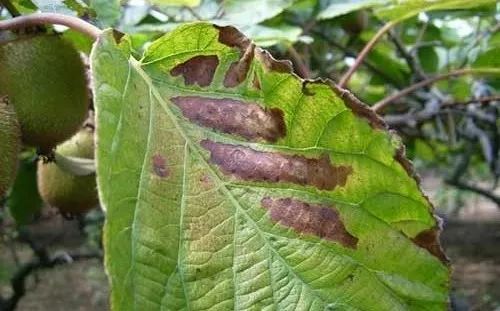 猕猴桃灰霉病的症状发病规律及防治方法
