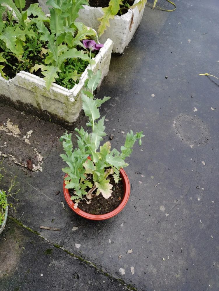 种一株罂粟违法吗(种植1株罂粟花种犯法)