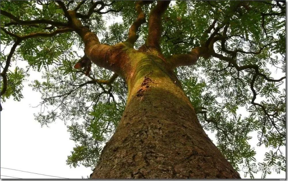 在乡村,门前或院子里植椿树算是一件喜事,因为"椿"与"春"同音,院落里