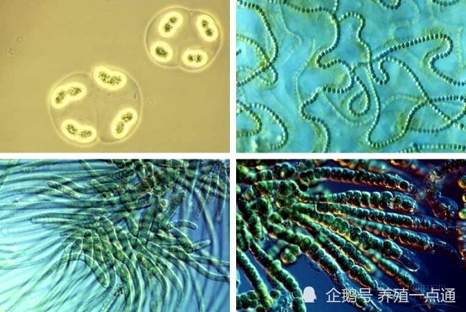 靶向性戊糖片球菌图片