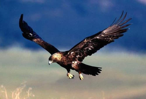 地球上最大老鹰翅膀张开长14米以狮子为食寿命可与人类比肩