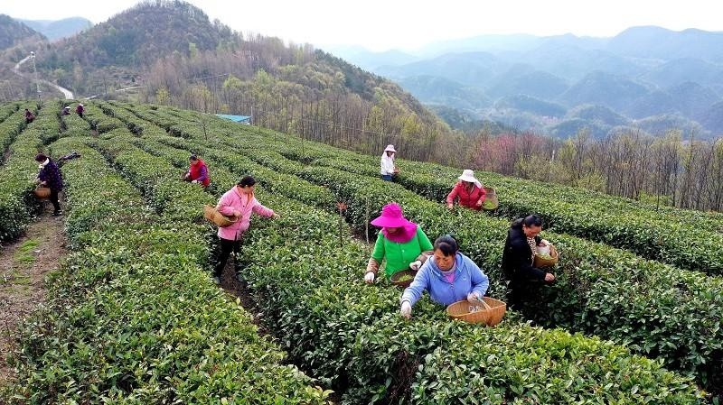 因产于武当山南坡,神农架东麓云雾缭绕的南漳县板桥镇官埫岭茶园而得