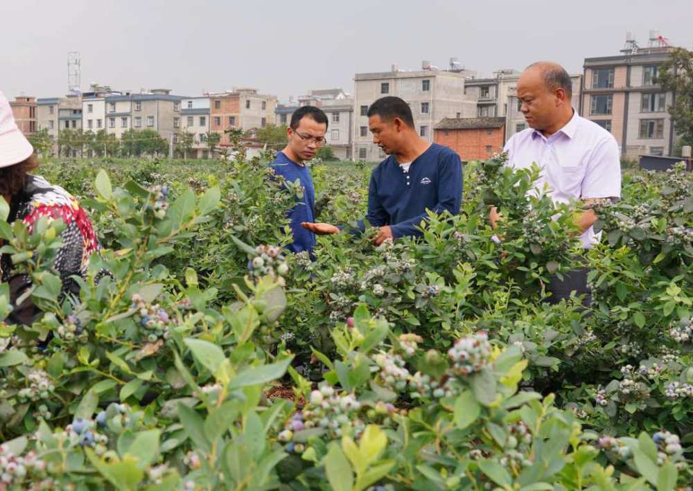 4月11日,農行職工在雲南省澄江市龍街鎮徐保國藍莓種植園瞭解種植情況