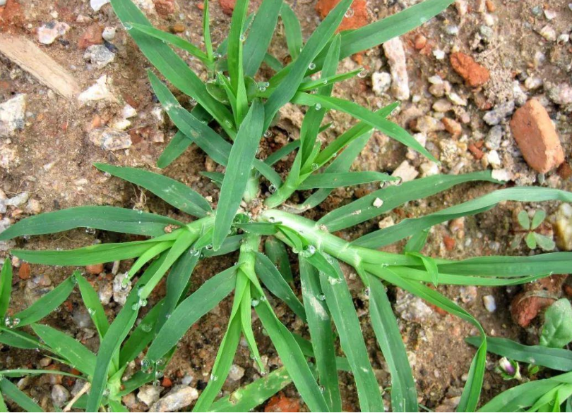 6种随处可见却又叫不出名的 植物 你都见过吗 腾讯新闻