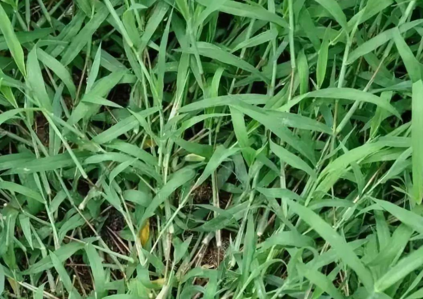 6种随处可见却又叫不出名的 植物 你都见过吗 腾讯新闻