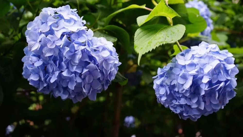 日本的雨文化 纤细 多情与神经质 腾讯新闻