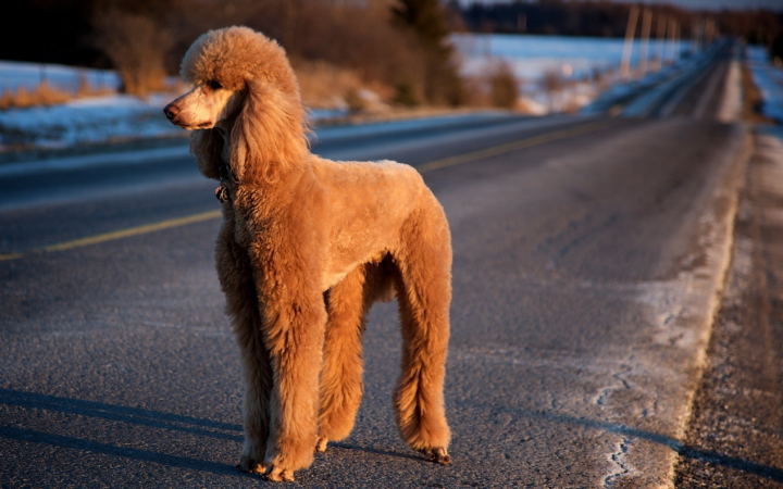 5,葡萄牙水獵犬葡萄牙水犬原生於葡萄牙的海岸地帶的