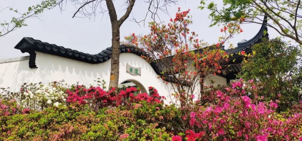 产品质量,品种数量为历届杜鹃花展之最,并将常州的红色人文,锦绣天宁