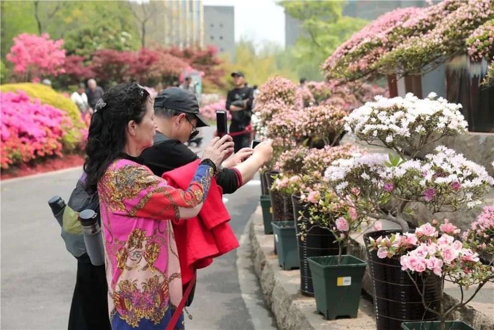 初心映山红同庆一百年第十七届中国杜鹃花展览会在常州盛大启幕