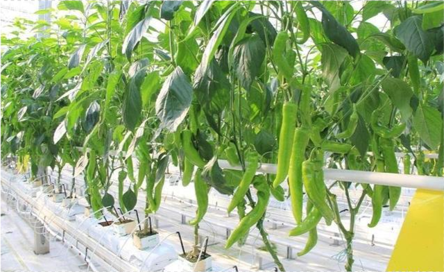 辣椒种植如何实现水肥一体化这个与栽培模式有很大关系