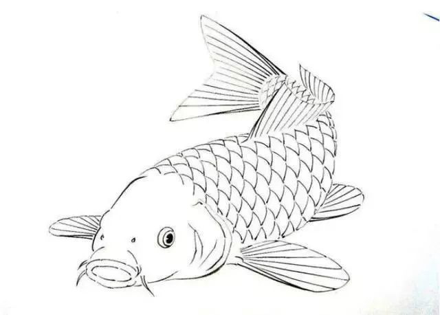 白描金鱼大全