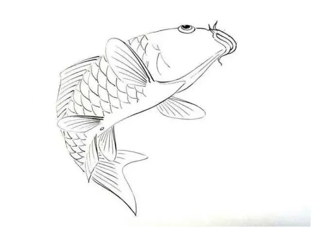 白描金鱼大全