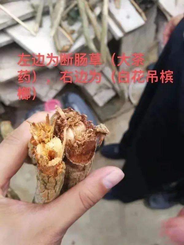 只有外形与白花吊槟榔极为相似的"钩吻"(又称断肠草,葫蔓藤或大茶药根