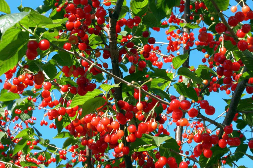 小樱桃价格遭腰斩物流成本过高部分地区坏在树上没人采摘