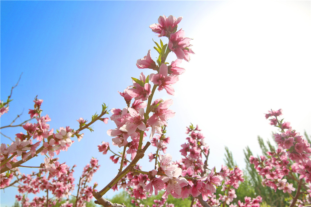 新疆若羌县桃花绚丽绽放点缀明媚春光