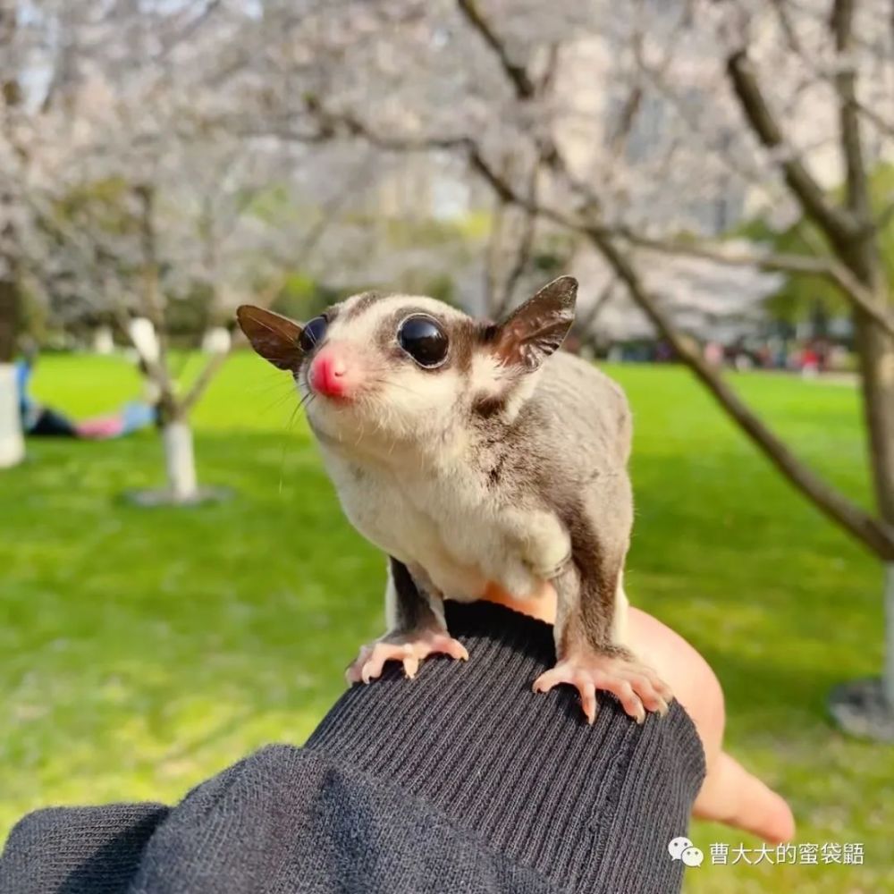 蜜袋鼯并不好养购买之前请三思