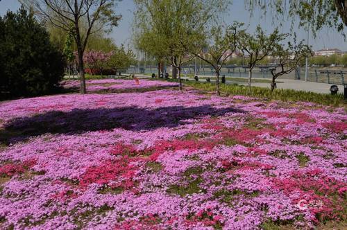 青島來白沙河公園徜徉粉紅色芝櫻花海