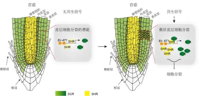 连发Science和Nature等论文 王二涛研究员：推倒教科书里的“围墙”_腾讯新闻