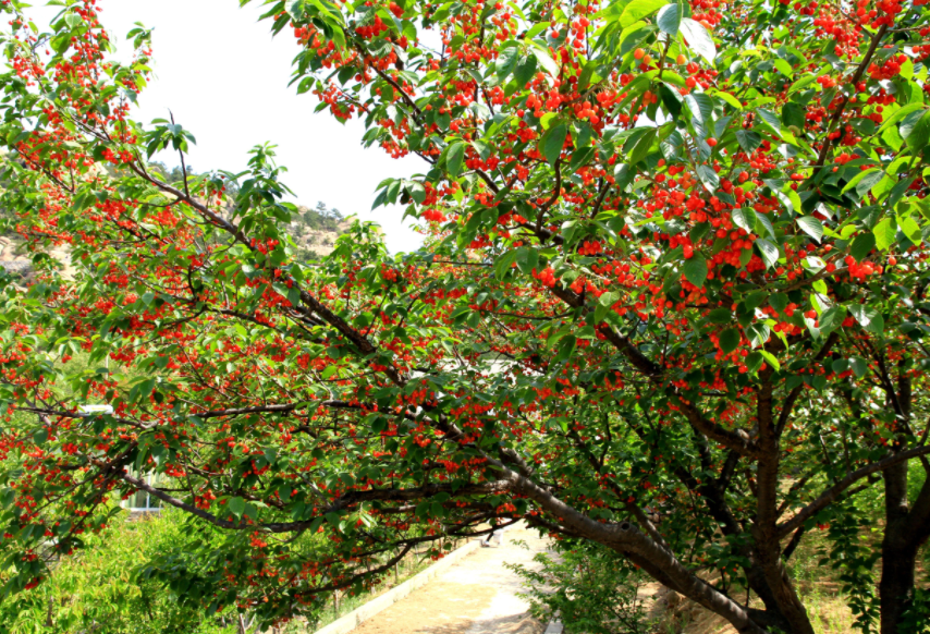 除此之外,玉峰山也是重庆几个老牌樱桃基地,樱桃在品质和价格都比较