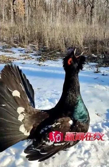 一地怪鸟登门叫声诡异像发电报