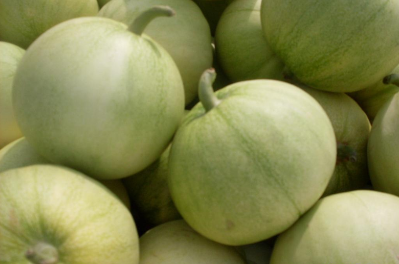 甜瓜甜不甜,看一看"这个位置"就知道了,一挑一个准_腾讯新闻