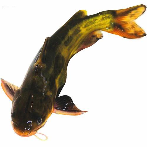 病害频发?黄骨鱼池塘管理七大秘籍,请查收!_腾讯新闻