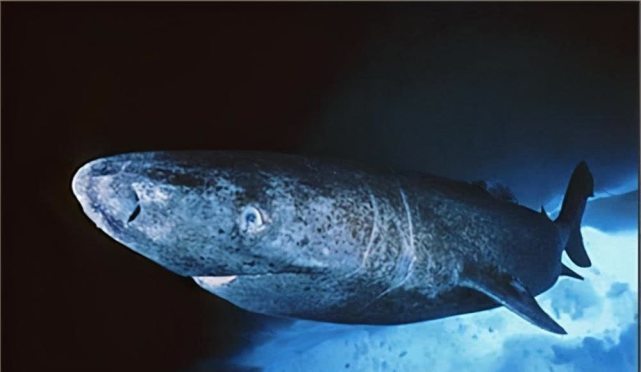 从明朝活到现在,如今512岁,网友:成精了|长寿|科学|格陵兰睡鲨|化学