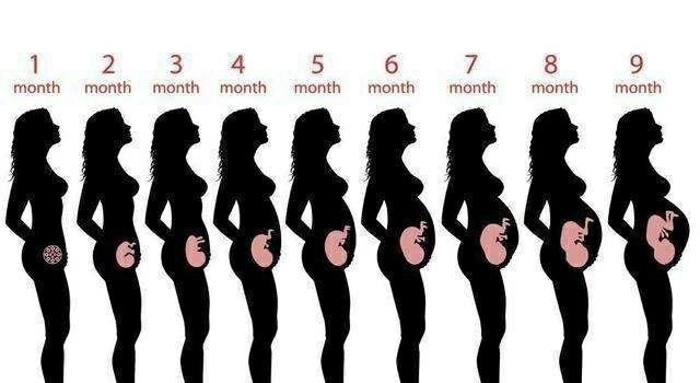 怀孕几个月开始显怀 不同月份子宫的大小 一眼就能知道显怀月份 腾讯新闻
