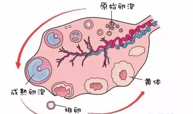 一般來說,正常的成熟卵泡大小為18-25mm.