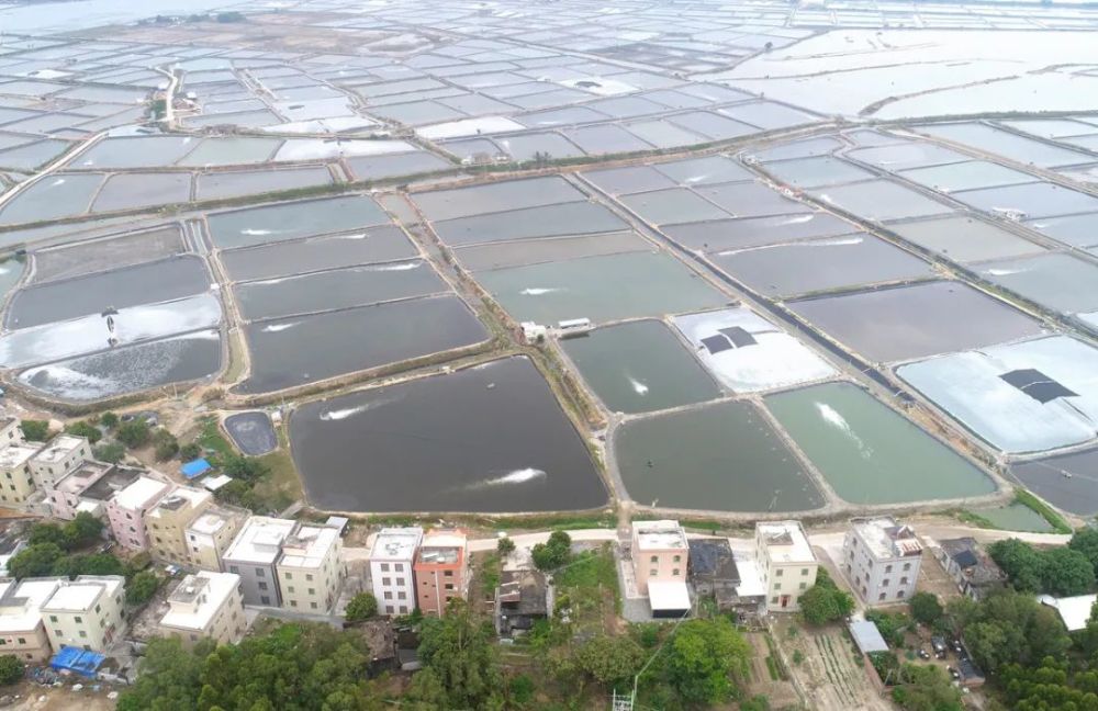 4月9日,阳江日报记者走进阳西县儒洞镇新村鱼苗养殖场,一道道田垄将