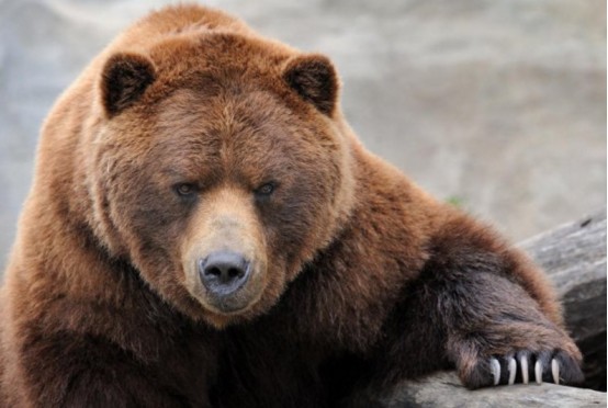 世界上唯一当过军人的熊它上过战场还有工资还是一个二等兵