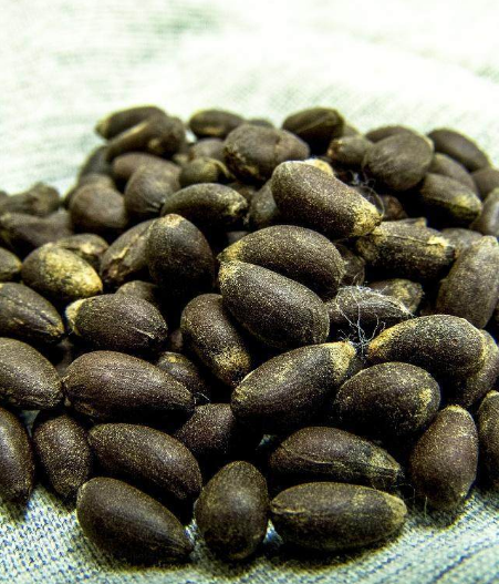 棉花播种这些技术要点要注意