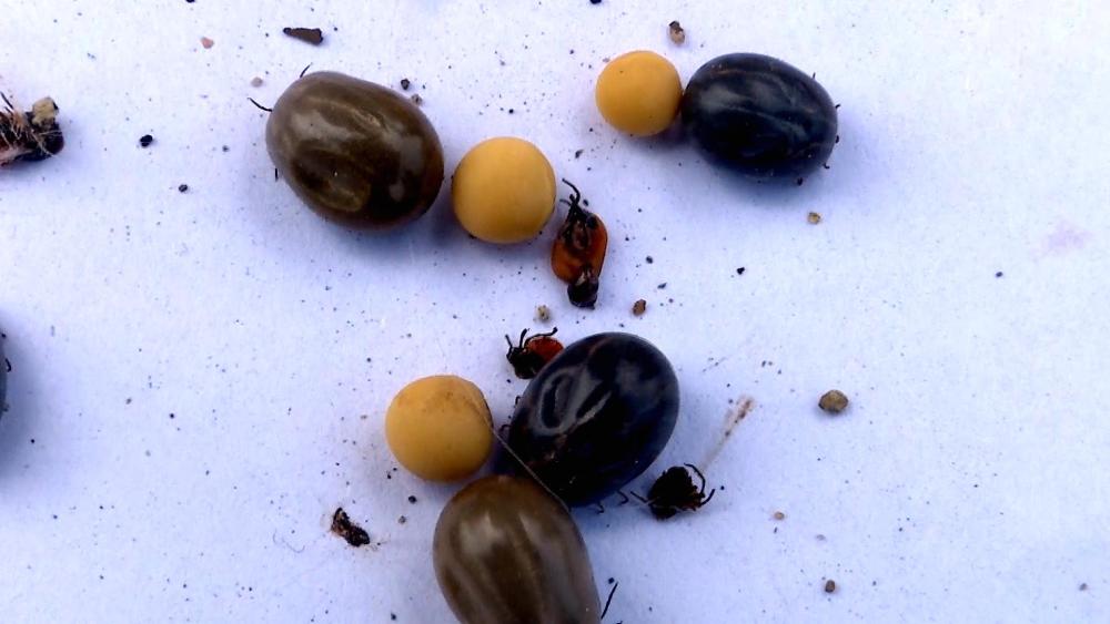 狐狸被"草爬子"咬了,竟到派出所求助_腾讯新闻