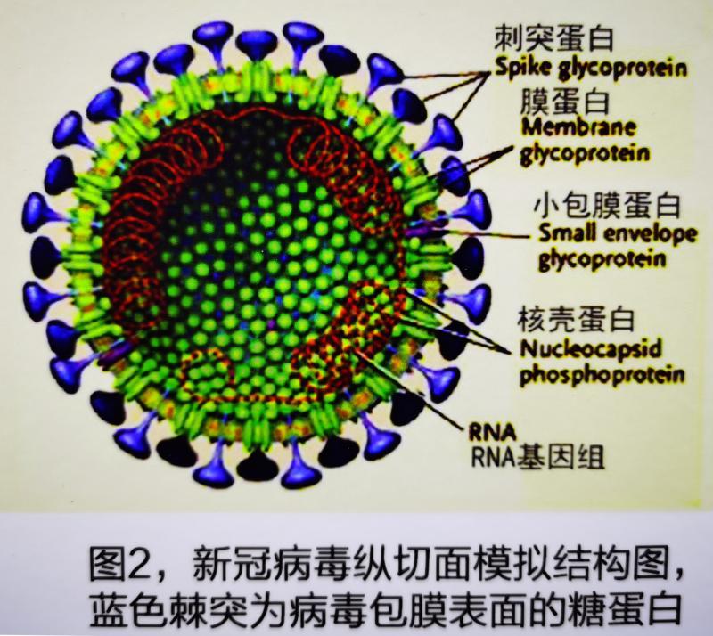 新冠假病毒现身上交会高校展区怎么测毒防毒杀毒新装备都安排上了