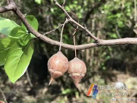宁波首次发现国家Ⅱ级重点保护野生植物秤锤树_腾讯新闻
