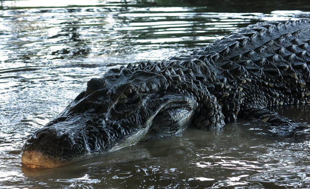 黑凯门鳄|公牛|电鳗|鱼类|亚马逊河流|亚马逊热带雨林|食人鱼|蟒蛇