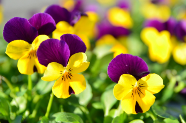 角  堇二年生草本植物.花有粉红色,淡蓝紫色或近白色等,2-5月开花.