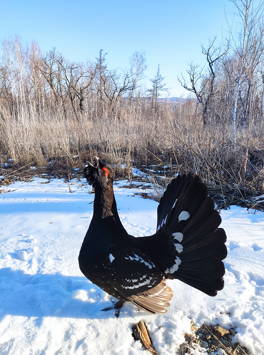 野生动植物保护|大兴安岭林区:救助国家一级重点保护动物黑嘴松鸡