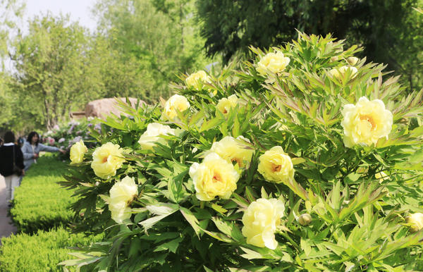 极品牡丹"海黄"盛开,快来洛阳一睹芳容吧_腾讯新闻