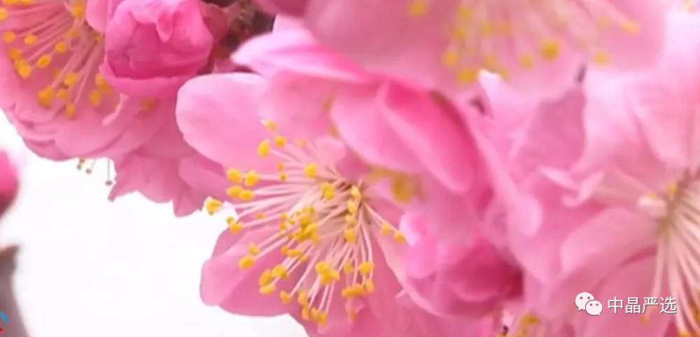 春天是新绿萌发 还有花粉过敏 腾讯新闻