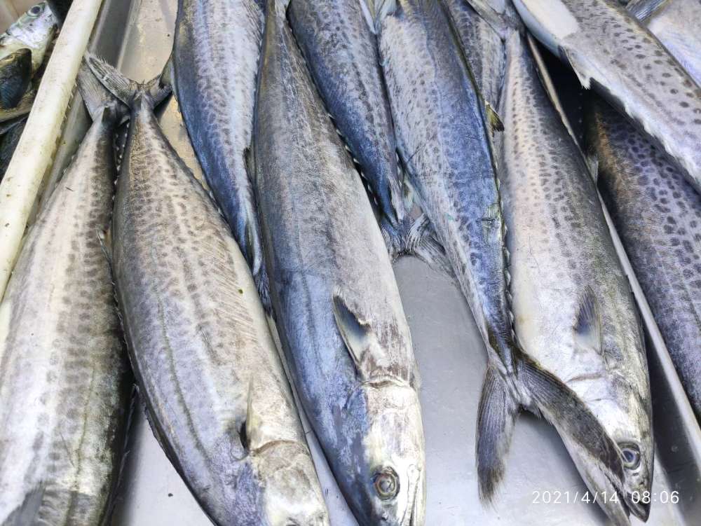 青岛本地的新鲜鲅鱼