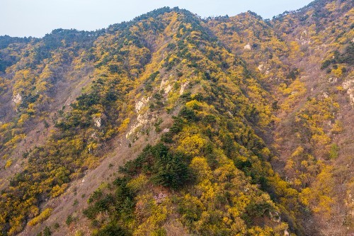 济南梯子山,一个户外徒步胜地,漫山遍野开满金黄的连翘花