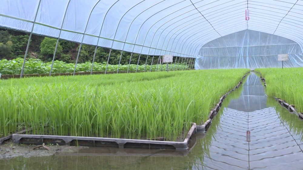 青田再生稻首次育秧成功!_腾讯新闻