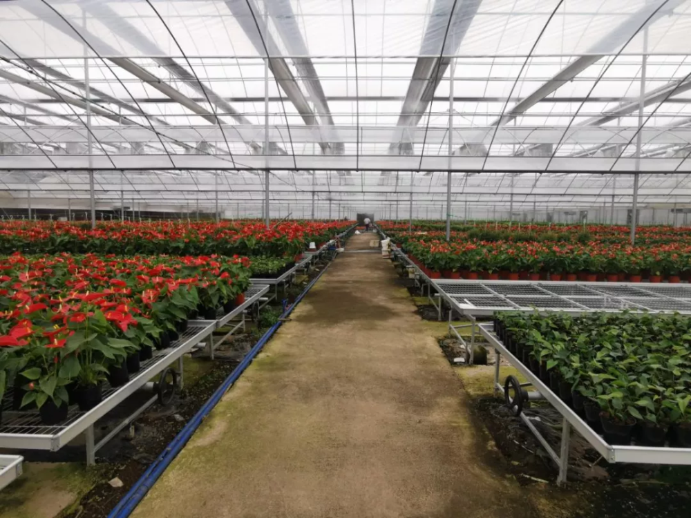 西昌太美花卉科技园区美丽经济助推现代农业发展