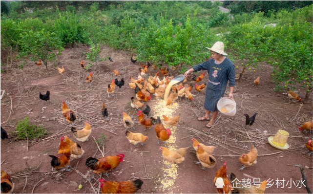 包山头养殖很赚钱下面6点没做好赔钱只是多与少的区别
